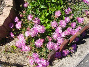 pink flower.JPG